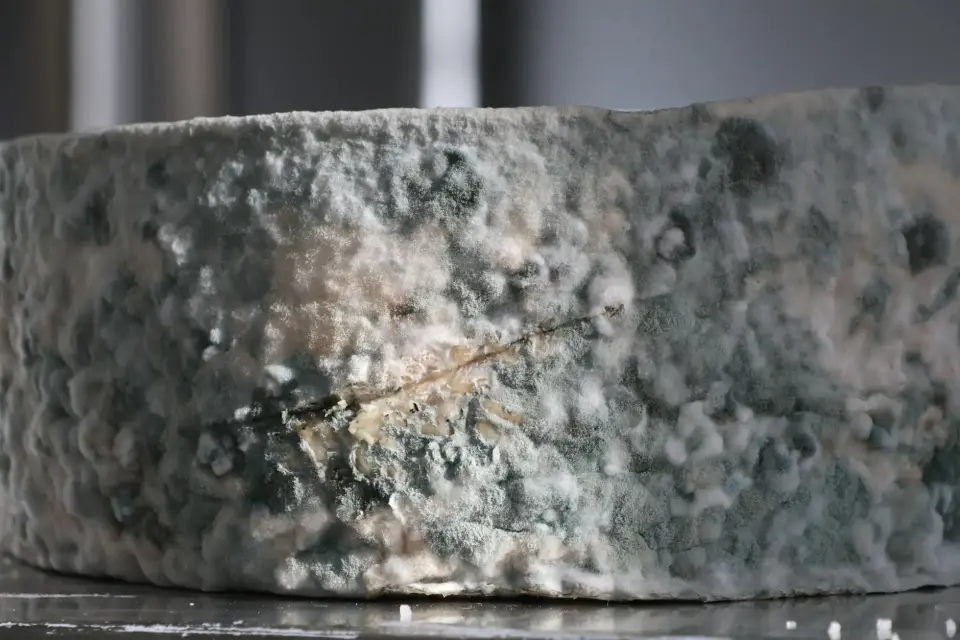 The Danger of Hidden Mold & Moisture — Rochester